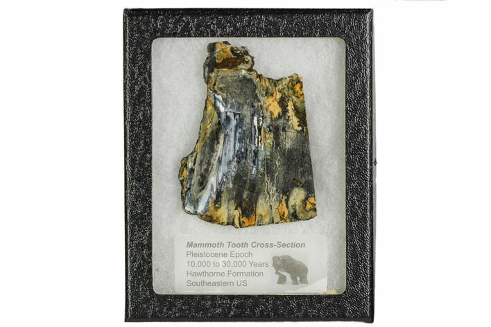 Mammoth Molar Slice With Case - South Carolina #106481